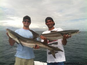Baldo and Rob Cordero with a pair of keeper cobia that they hooked at 45 Minute Rock while fishing with Capt. Rob Koraly of Sandbar Safari Charters. One bit a live menhaden and one bit a bucktail jig.
