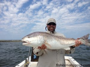 Hackney Parker with a 42" red drum he caught and released at the Little River jetties after it attacked a live finger mullet. He was fishing with Henry Beckham.