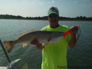 Phil Causey with an over-slot red drum he caught and released in a Bogue Sound marsh after it struck a topwater plug. He was fishing with his nephew, Capt. Robbie Hall of Hall'Em In Charters.