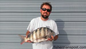 Brian Fulp, of Wilmington, with a 6.5 lb. sheepshead he hooked on a Gulp shrimp in a creek near Bear Inlet.