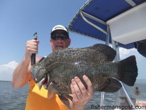 Bob Dialoiso, of Charlotte, NC, with a tripletail that bit a live bait near Southport while she was fishing with Capt. Greer Hughes of Cool Runnings Charters.