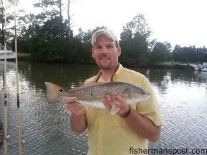 David Madigan, of Greenville, NC, with a 20" red drum he hooked on a peanut menhaden while fishing the Swan Quarter boat canal.
