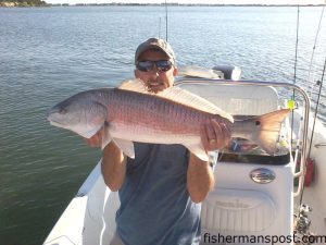 Roger Sutton, of Kenly, NC, with a 30.5" red drum he caught and released near Emerald Isle after it struck a live finger mullet.
