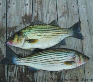 The hybrid striped bass above (a cross between a striper and a white bass) has a more thickly-built body and slight color variations over the purebred striper below.