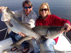 Buddy Ester and Carla Auman with the results of a double topwater hookup, 31 and 33" striped bass they hooked in the Cape Fear River while fishing with Duane Auman. The fish were released after the photo. 