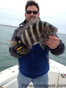 Capt. Trevor Smith, of ProFishNC Charters, with a sheepshead he hooked at some nearshore structure off Wrightsville Beach. 