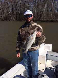 Mark Wilder, of Greenville, NC, with a striped bass that bit a Z-Man PaddlerZ soft bait in the lower Roanoke River. 