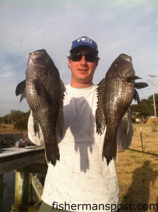 Capt. Rob Koraly, of Sandbar Safari Charters, with a pair of fat black sea bass that struck Blue Water Candy Roscoe jigs at some bottom structure in 100' of water off Bogue Inlet.