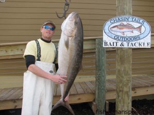 Chad Morgan, of Clayton, NC, with a 67 lb. amberjack that bit a topwater popper at some structure off Beaufort Inlet. Weighed in at Chasin' Tails Outdoors.