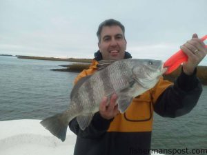 Frank Daly, of Raleigh, with a black drum that struck a shrimp on a jighead in off the lower Cape Fear River while he was fishing with Capt. Jeff Wolfe of Seahawk Inshore Charters.
