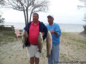 Dickie and David Maynor, of Selma and Coats, NC, with a black drum and a pair of slot red drum they hooked on shrimp while fishing the Atlantic Beach surf.