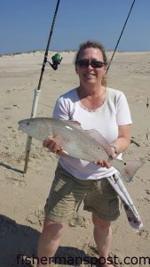 Kelly Goforth, of Concord, NC, with a 26" red drum that bit a chunk of mullet in the Fort Fisher surf.