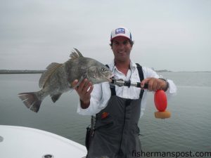 Capt. Patrick Kelly, of Capt. Smiley's Fishing Charters, with a 7 lb. black drum that bit a fresh shrimp on a jighead in Tubbs Inlet.