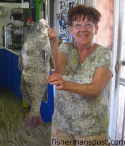 Carol Elrod, of Highland Springs, VA, with a 6.2 lb., 21" black drum that bit a Fish Bites bloodworm off Outer Banks Pier.