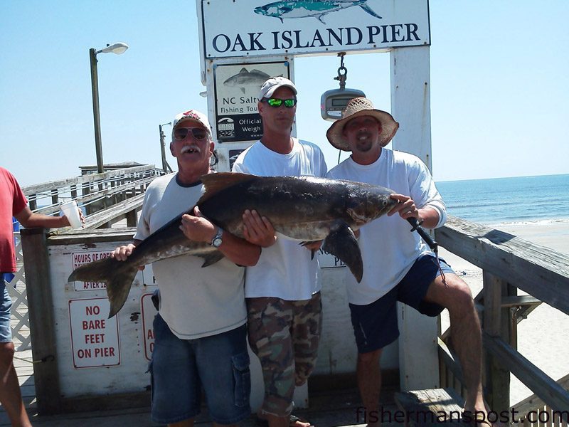 Brian Vick, Casey Kennedy, and Jerry Moss with a 73.4 lb. cobia that bit a live menhaden just off the beach at Oak Island. Weighed in at Oak Island Pier.