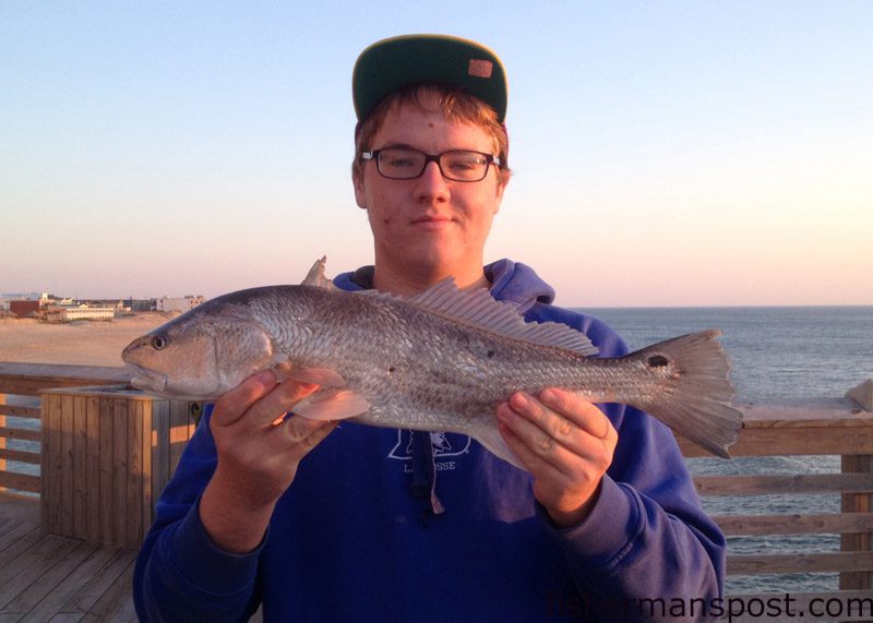 Ben Rollason, of Kill Devil Hills, with a 21″ puppy drum that he hooked while fishing from Jennette’s Pier.