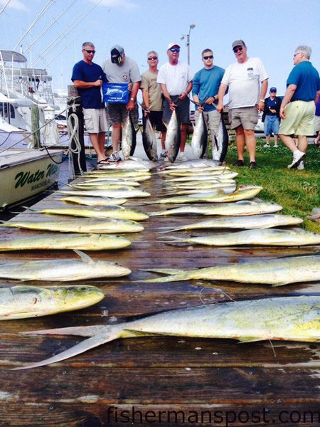 nobx skiligalGary Gilbert and friends from Durham, NC, with a big haul of gaffer dolphin, seven yellowfin tuna, and a white marlin release flag, results of a mid-May trip offshore of Oregon Inlet with Capt. Dave Peck on the “Skiligal” out of Oregon Inlet Fishing Center.