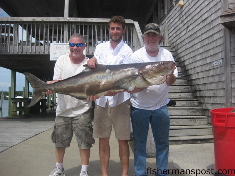 Robert and Alex Pink and Gary Hall, of Wilmington, with an 80 lb. cobia, one of many they hooked while sight-casting to fish off Hatteras Inlet with Capt. Aaron Kelly on the “Rock Solid.”