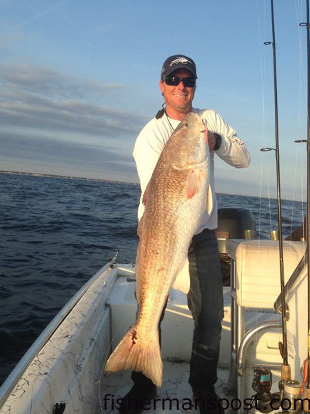 Capt. Rennie Clark, of Tournament Trail Charters, with a 47″ red drum he caught and released after it struck a Shore Lure off the mouth of the Cape Fear River.