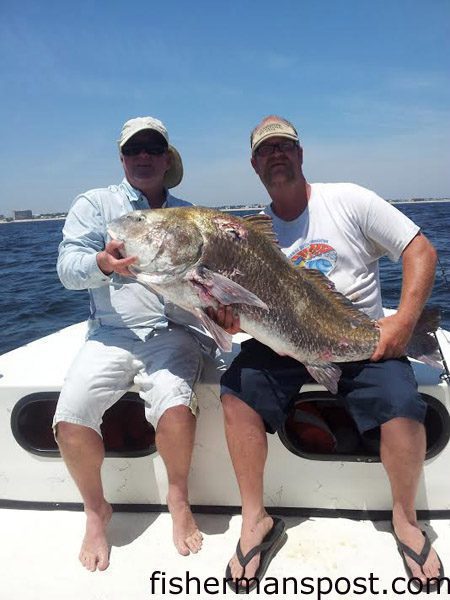 Capt. Robert and Cooter Schoonmaker with an estimated 70 lb. black drum that bit a Stingsilver just off Carolina Beach while they were fishing with their father, Capt. Charlie Schoonmaker of Back Bay Fishing Charters.