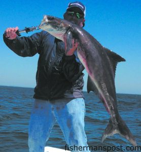 Capt. Mark Dickson, of Shallow Minded Inshore Fishing Charters, with a 28 lb. cobia he landed on trout tackle after it struck a bucktail jig near the Jim Caudle Reef off Little River Inlet.