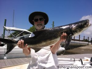 Bud McNeely, of Black Mountain, NC, with a cobia that struck a live bait just off Oak Island while he was fishing with Capt. Greer Hughes of Cool Runnings Charters.