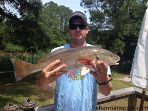 Kevin Wallace with a 26" red drum he hooked in a creek near Masons Inlet whiel casting a Gulp Bait.