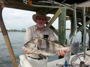 Frank Orrell, of Advance, NC, with a black drum that bit a live fiddler crab under an Ocean Isle dock.