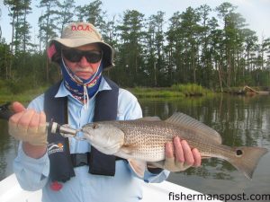 Ray Dubiel, of Carnegie, PA, with an upper-slot red drum that bit a D.O.A. soft plastic bait in the lower Neuse River near Oriental while he was fishing with his son, Capt. Gary Dubiel of Spec Fever Guide Service.