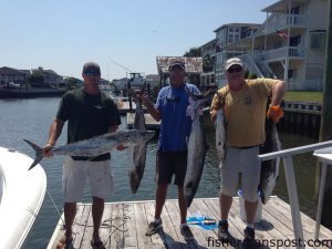 Cory Jones, Capt. Rod Bierstedt, and John Thompson with three king mackerel, a cobia, and a spanish mackerel that bit live menhaden around the 390's.
