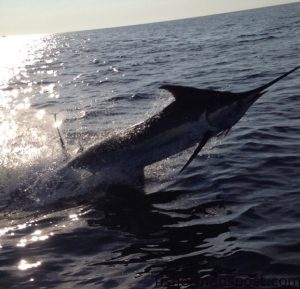 An estimated 600 lb. blue marlin takes to the air off Oregon Inlet. The fish was released on a recent trip with Capt. David Peck aboard the charterboat "Skiligal" out of the Oregon Inlet Fishing Center.