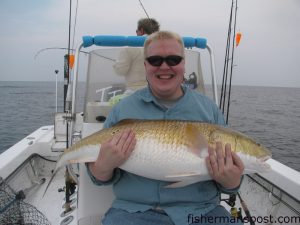 Eric Olsen cradles a 49" red drum that attacked a D.O.A. Airhead under a popping cork while his father fights another big red in the background. They were fishing the lower Neuse River with Capt. Gary Dubiel of Spec Fever Guide Service.