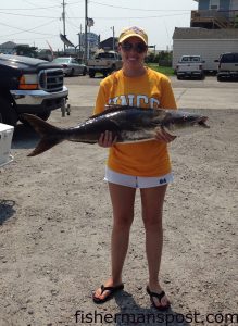 Nicole Beasley, of Jackson, NC, with a 40" cobia that struck a live mullet while she was fishing in Hatteras Inlet.