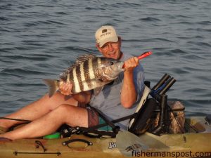 Bill Talbott, of Roanoke, VA, with a citation 8 lb., 11 oz. sheepshead that bit a Gulp swimming mullet beneath a popping cork while he was fishing the Pamlico Sound with Rob Alderman of Outer Banks Kayak Fishing.