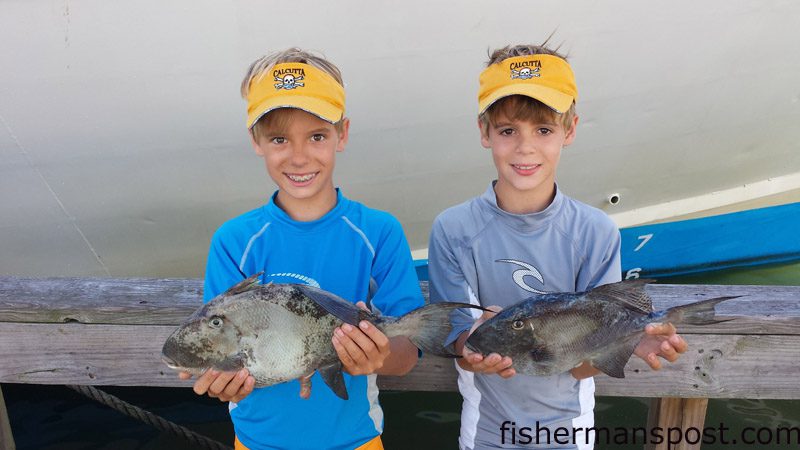 Thad and Seth Moye with a pair of triggerfish they hooked on cut baits while bottom fishing off Beaufort Inlet.