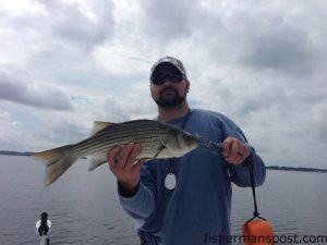 Danny Guess, of Wilson, NC, with a hybrid striped bass that struck a topwater plug in the Neuse River near New Bern while he was fishing with Capt. D. Ashley King of Keep Castin' Charters.
