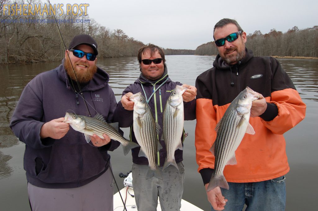Joshua Alexander (Sales Manager), Capt. Richard Andrews, of Tar-Pam Guide Service, and Max Gaspeny with some of the 40+ striped bass landed on a Roanoke River shoreline at the end of the day. Z-Man StreakZ soft jerkbaits on 1/2 oz. jigheads fooled this quartet.