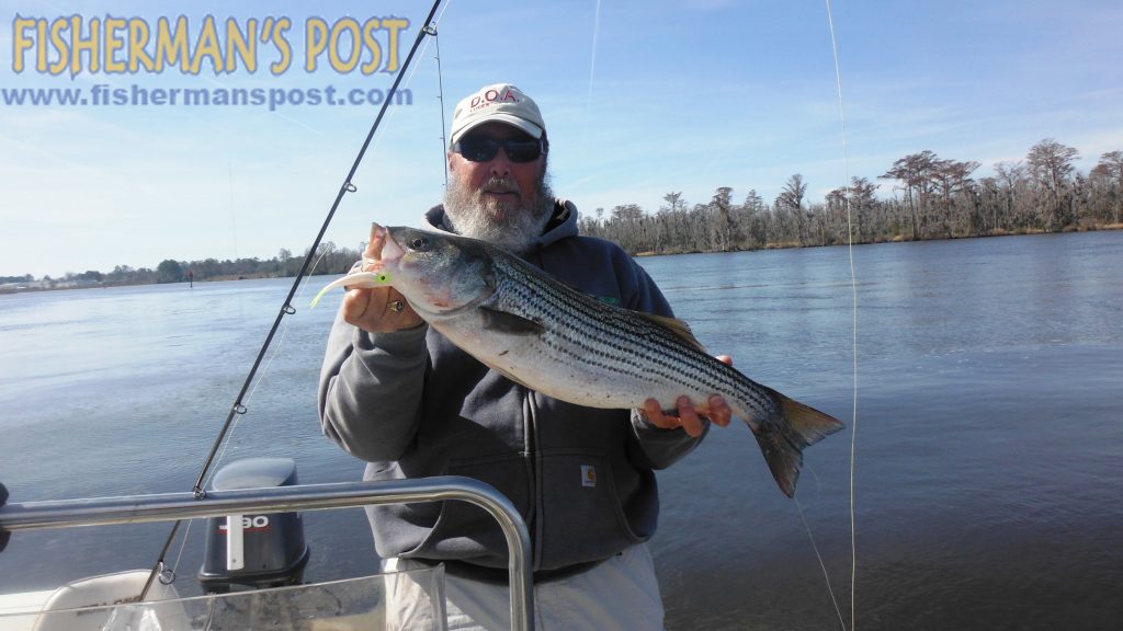 Capt. Dave Stewart, of Knee Deep Custom Charters, with an 8 lb., 28" striped bass he hooked on a D.O.A. soft plastic in the Neuse River near New Bern.