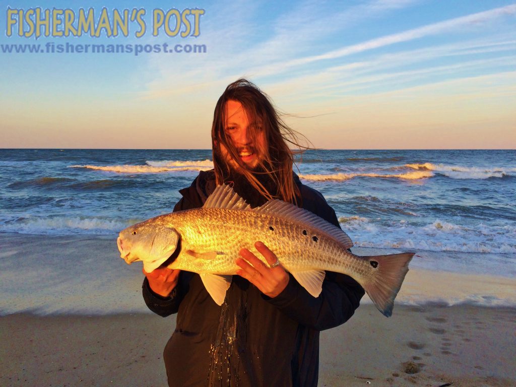 Blake O'Sullivan with a 31" red drum he caught and released after it struck a chunk of mullet just off the beachfront at Waves.