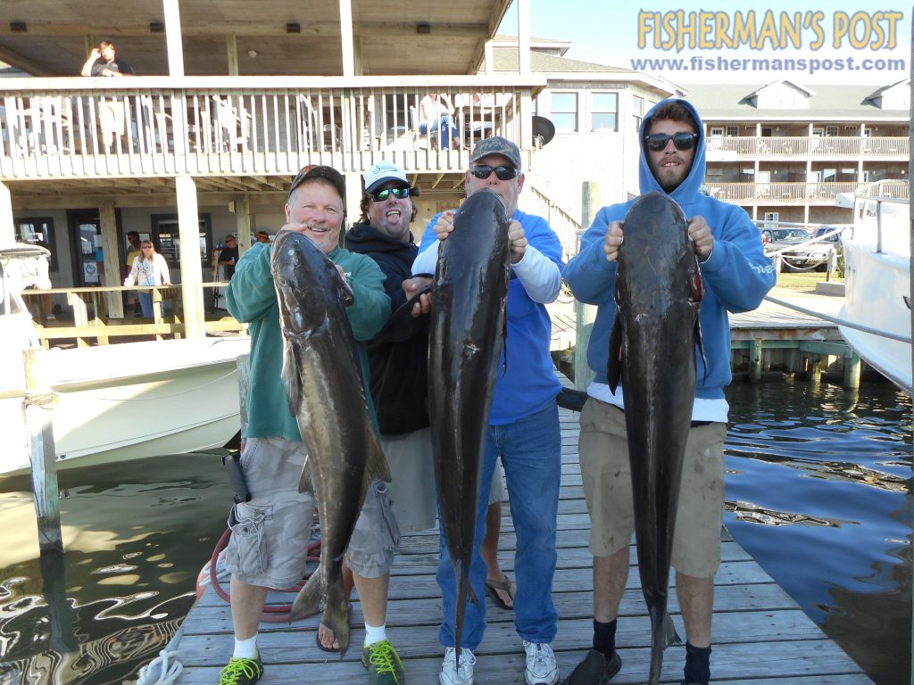 Gary Hall and Robert and Alex Pink landed these 30, 53, and 46 lb. cobia while sight casting off Hatteras Inlet with Capt. Aaron Kelly of Rock Solid Charters. 