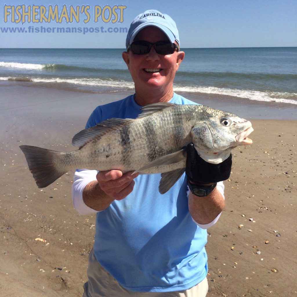 Jay Burnette, of Wilson, NC, with a black drum that he hooked on a piece if Fish Bites shrimp the surf at Pine Knoll Shores.