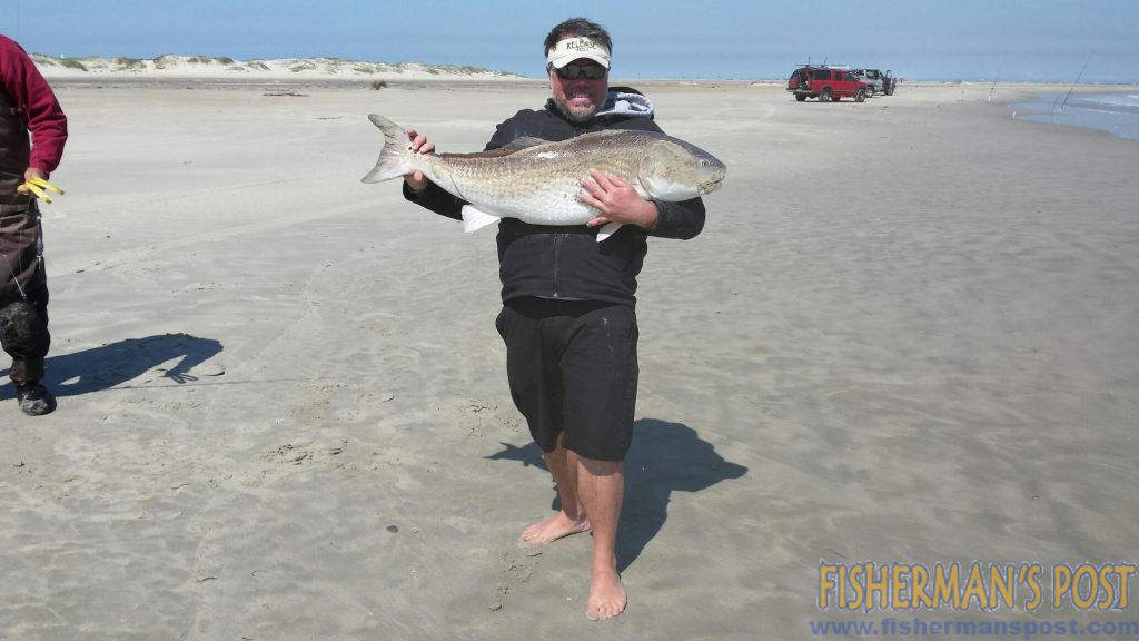 Ryan White, of Hatteras Jack, with a citation red drum he caught and released after it bit a cut bait in the surf at Ocracoke.