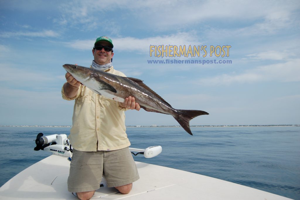 Adam Meyer with the cobia that crashed a 6" pogie on a scaled-down king mackerel rig while trolling for spanish a little over one mile off Emerald Isle. He was fishing with Capt. Johnathan Garrett of On Point Fishing Charters.