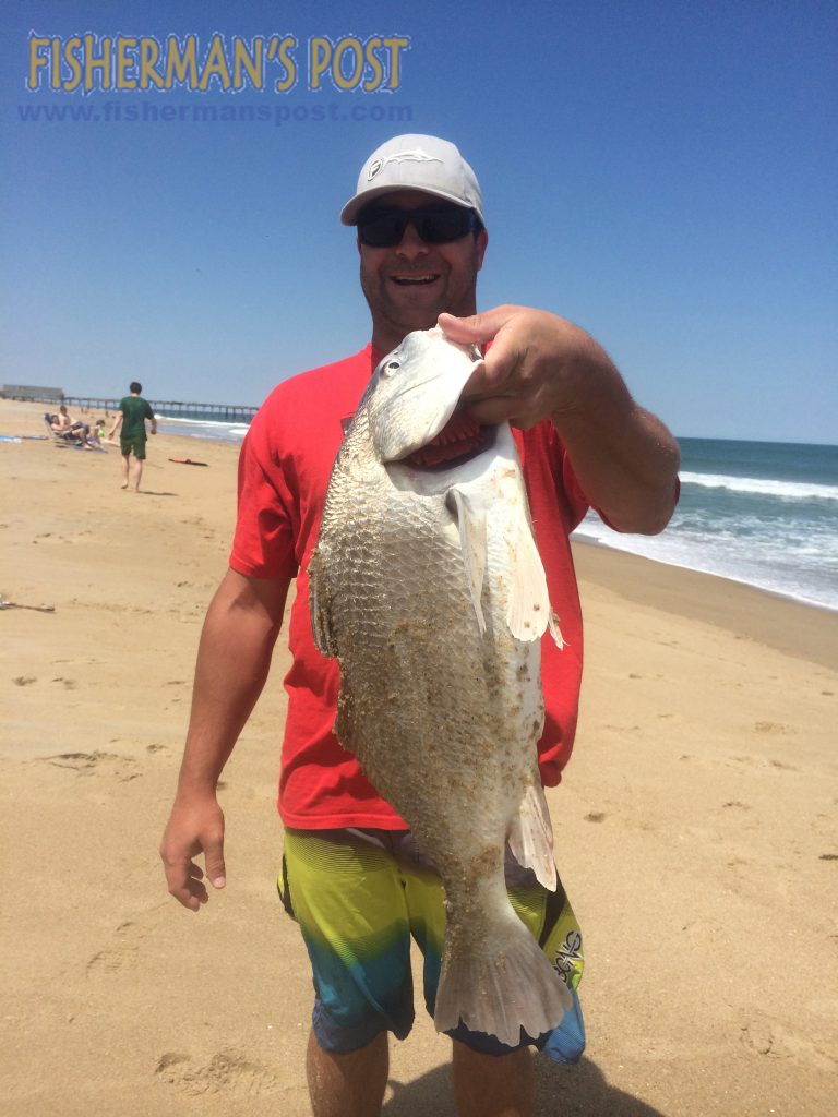 Mark Krakoviak with a black drum he hooked while surf fishing at Kill Devil Hills. Photo courtesy of TW's Tackle.