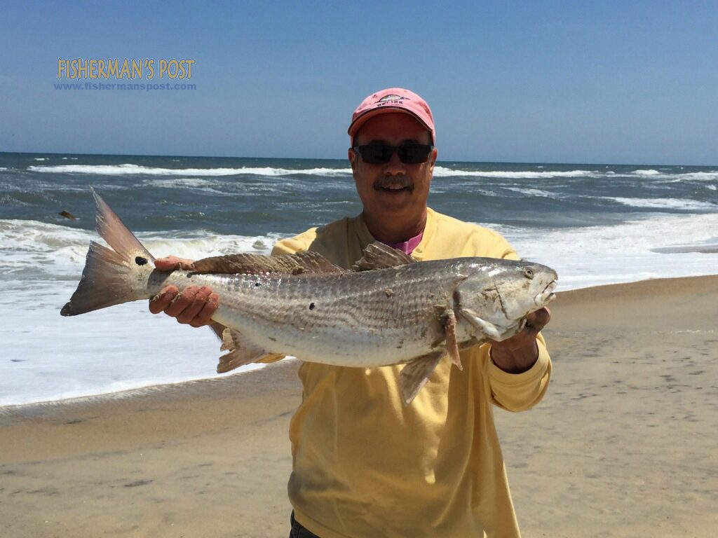 Mike Paganeli with a 29" red drum he caught and released in the south Nags Head surf. Photo courtesy of TW's Tackle.