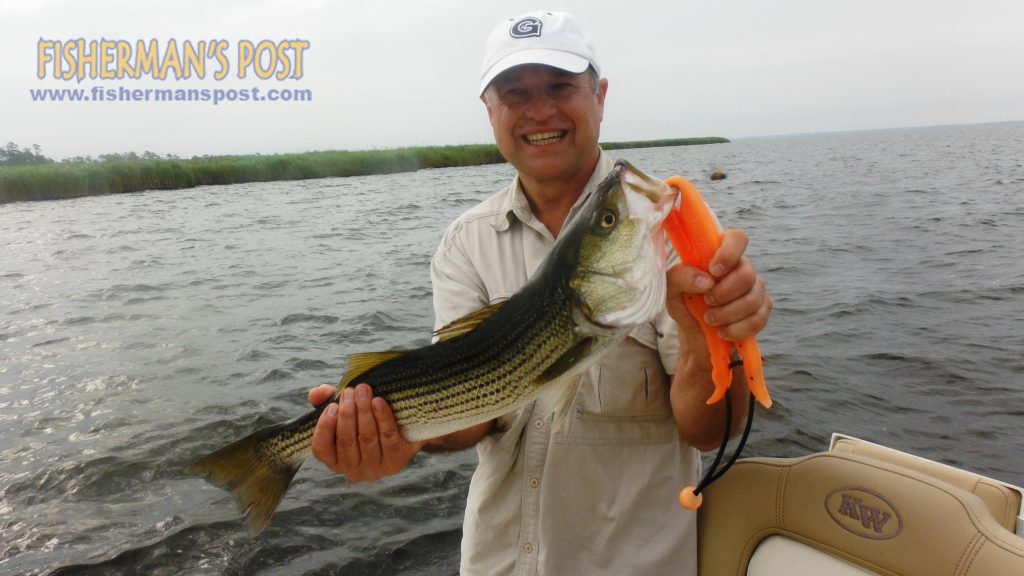 Johan Wagner, of VA, with a striped bass he hooked on a Storm Chug Bug while casting to a Neuse River shoreline near New Bern with Capt. Dave Stewart of Knee Deep Custom Charters.