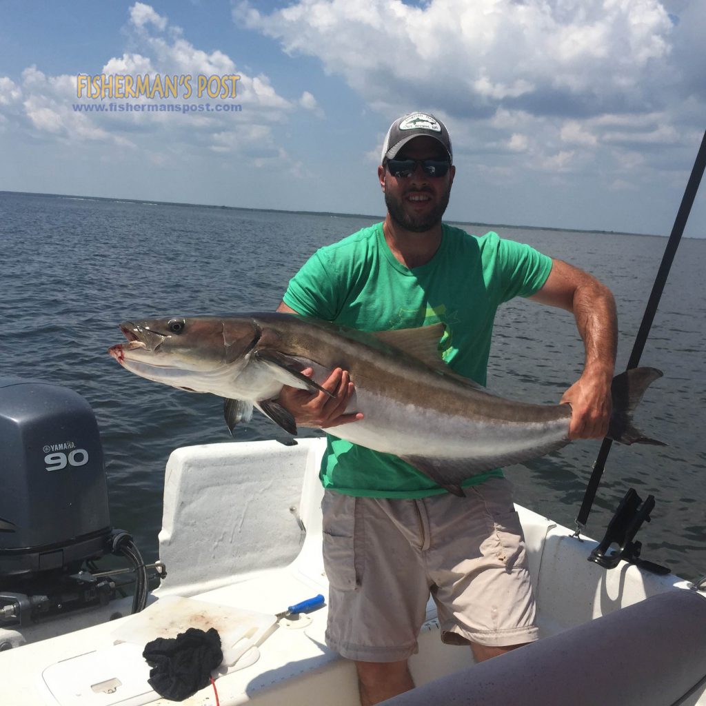 Jason Bookheimer, of Danville, VA, with a 55" cobia that he hooked on a chunk of menhaden while fishing for red drum in the lower Neuse River.