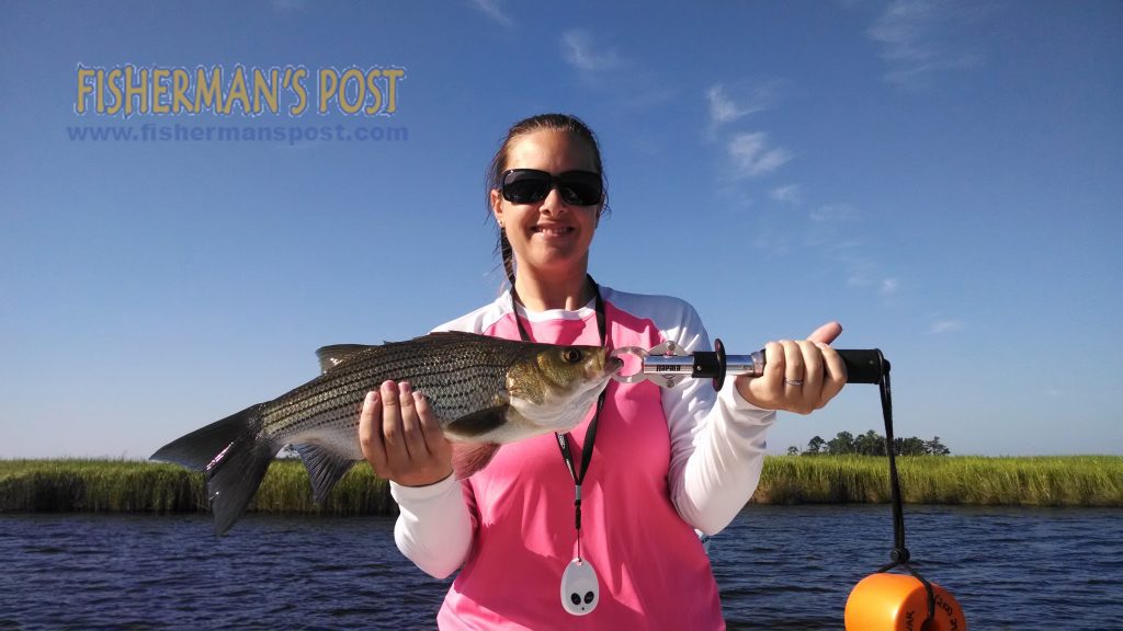 Megan Dewar with a hybrid striped bass she hooked while working topwater plug along a Neuse River shoreline in New Bern.