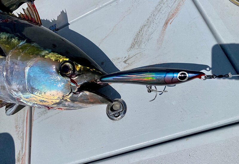 Guide Times – A Sight for Yellowfin Eyes